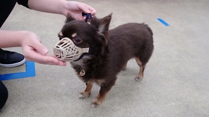 犬の幼稚園 コアくんとトレーニング