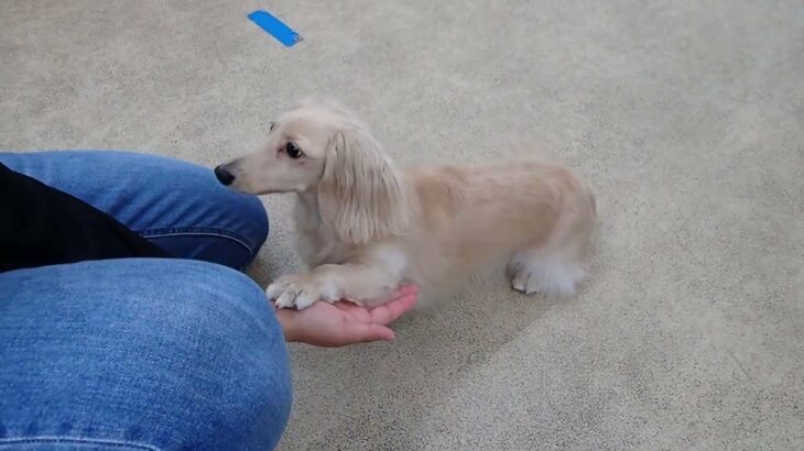 犬の幼稚園 にこまるくんとトレーニング