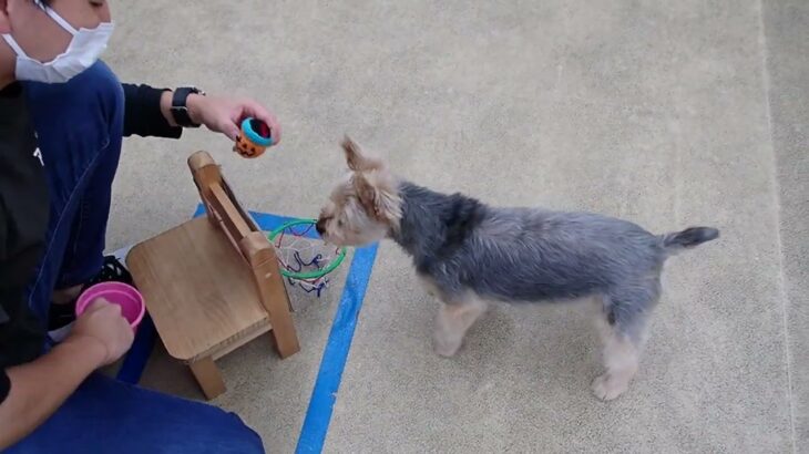 犬の幼稚園 シナモンくんとトレーニング