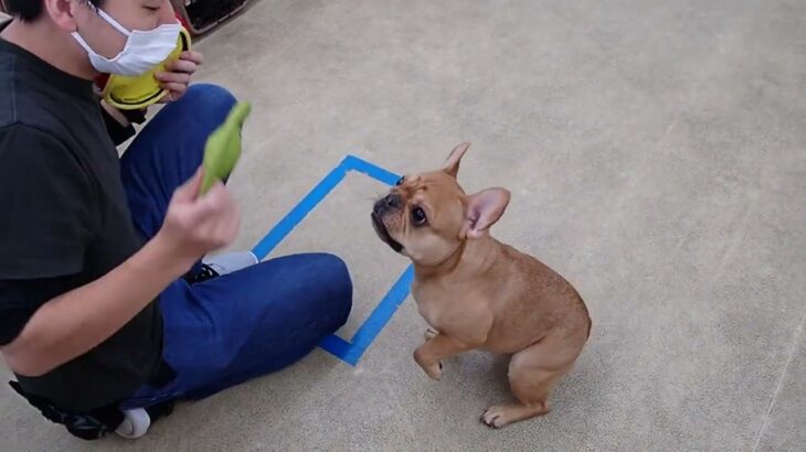 犬の幼稚園 レオくんとトレーニング