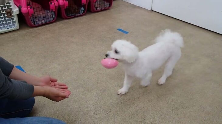 犬の幼稚園 華ちゃんとトレーニング