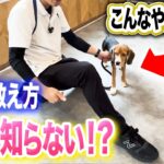 【犬しつけ】ふせの教え方。コレでできる！【ドッグトレーナー解説】