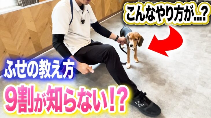 【犬しつけ】ふせの教え方。コレでできる！【ドッグトレーナー解説】