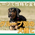 犬のルーツで性格も変わる？犬種グループ別の特徴（前編）