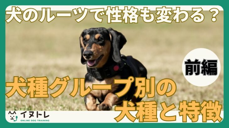 犬のルーツで性格も変わる？犬種グループ別の特徴（前編）