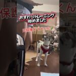 初心者でもできた👀おすわりトレーニング🐶  #犬のしつけ