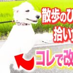 【犬しつけ】散歩のひっぱり、拾い食いはコレで改善できる【ドッグトレーナー解説】