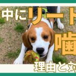 【リード噛みは事故の原因！】犬が散歩中にリードを噛む５つの理由と対処法