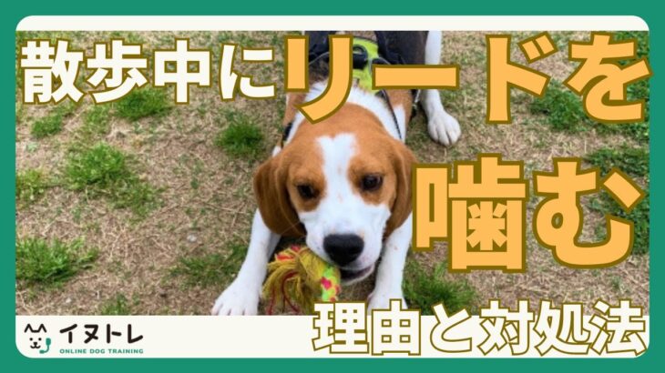 【リード噛みは事故の原因！】犬が散歩中にリードを噛む５つの理由と対処法