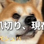 【秋田犬　しつけ】爪切り、現在の様子