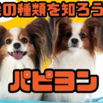 【犬の種類を知ろう】パピヨン