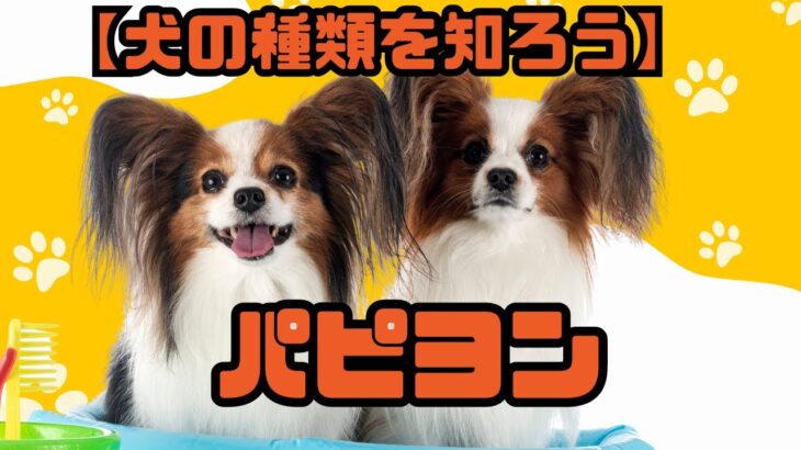 【犬の種類を知ろう】パピヨン