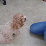 犬の幼稚園 ぺぺちゃんとトレーニング