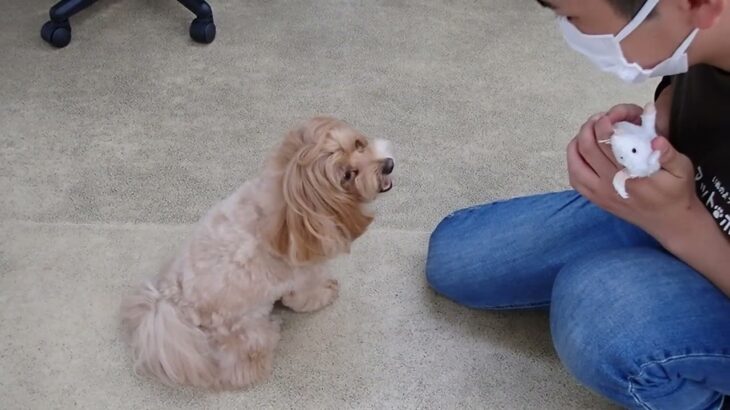 犬の幼稚園 ぺぺちゃんとトレーニング