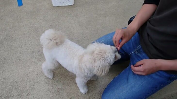 犬の幼稚園 空ちゃんとトレーニング