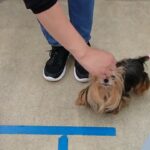 犬の幼稚園 花ちゃんとトレーニング