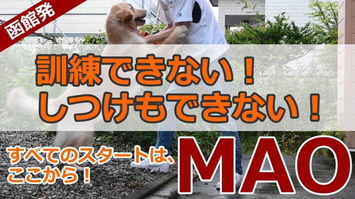 【お試し】訓練できない犬、しつけできない犬の改善、ゴールデンレトリバーのマオ１歳の場合