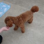 犬の幼稚園 ココくんとトレーニング