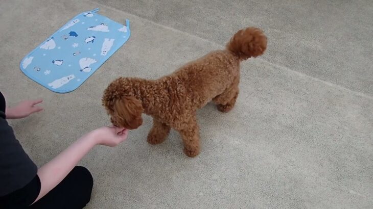 犬の幼稚園 ココくんとトレーニング