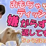 【犬のしつけ】楽しい遊びで誤飲防止！おもちゃもティッシュも嫌がらずに返してくれる「とって＆ちょうだい」の教え方