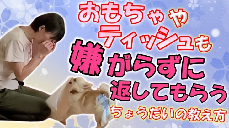 【犬のしつけ】楽しい遊びで誤飲防止！おもちゃもティッシュも嫌がらずに返してくれる「とって＆ちょうだい」の教え方