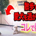 【犬しつけ】犬が散歩で逃げしまった…コレで防げます【ドッグトレーナー解説】