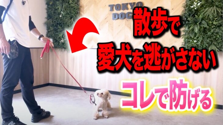 【犬しつけ】犬が散歩で逃げしまった…コレで防げます【ドッグトレーナー解説】