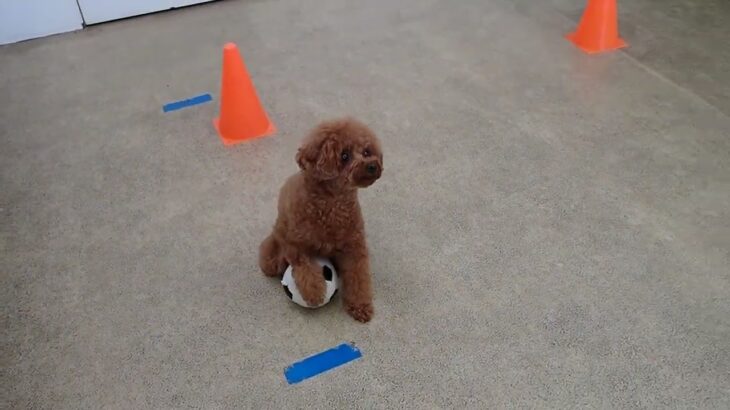 犬の幼稚園 りあんちゃんとトレーニング