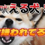 吠える犬③　実は周りから嫌われてる、あなたと愛犬！　#犬のしつけ #犬とお出かけ #ハイエース #ハイエースで車中泊 #ボーダーコリー