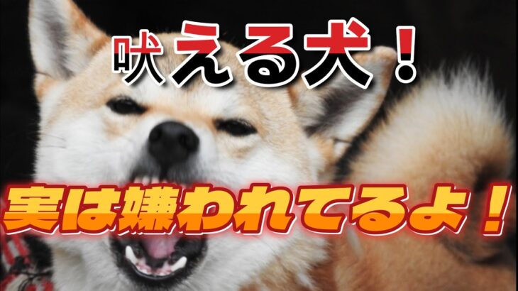 吠える犬③　実は周りから嫌われてる、あなたと愛犬！　#犬のしつけ #犬とお出かけ #ハイエース #ハイエースで車中泊 #ボーダーコリー