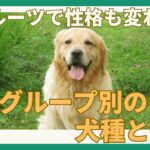 犬のルーツで性格も変わる？犬種グループ別の特徴（後編）