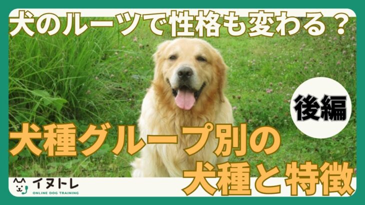 犬のルーツで性格も変わる？犬種グループ別の特徴（後編）