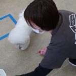 犬の幼稚園 ロージーちゃんとトレーニング