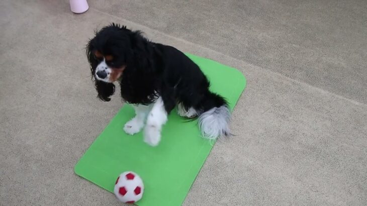 犬の幼稚園 トイちゃんとトレーニング