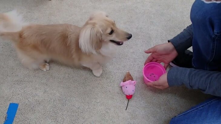 犬の幼稚園 凜ちゃんとトレーニング