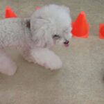 犬の幼稚園 ヴィーノくんとトレーニング