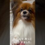 #犬のしつけ #可愛い #愛犬とお出かけ