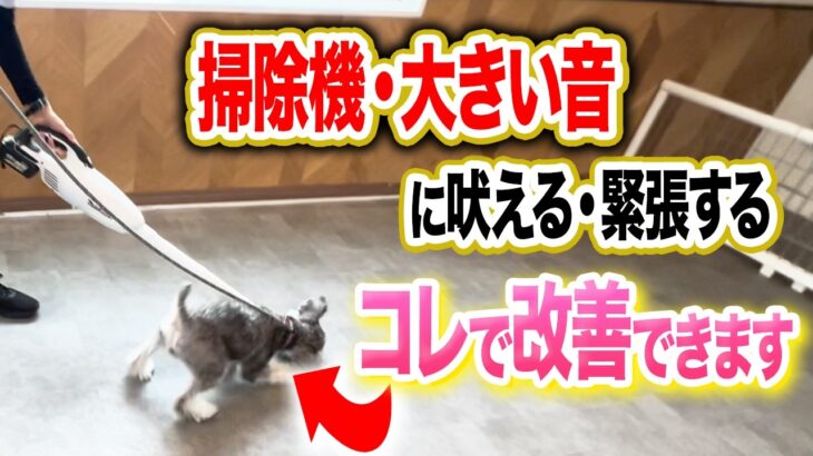 【犬しつけ】掃除機、音に吠える、緊張する犬はコレで改善してください【ドッグトレーナー解説】