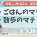 【犬のしつけ】リアルタイムお悩み相談〜マテ〜