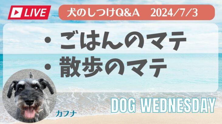 【犬のしつけ】リアルタイムお悩み相談〜マテ〜