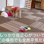 【ノーズワーク】【犬の嗅覚を使ったトレーニング】くるみちゃんの様子