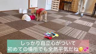 【ノーズワーク】【犬の嗅覚を使ったトレーニング】くるみちゃんの様子