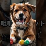 愛犬の破壊行動を理解しよう！知られざる雑学 #犬のしつけ #柴犬 #しつけ #ペットケア #犬のいる生活 #犬飼いたい