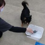 犬の幼稚園 ショコラくんとトレーニング