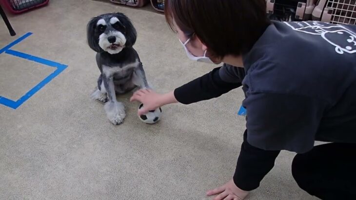 犬の幼稚園 アオくんとトレーニング