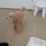 犬の幼稚園 ぴっぴちゃんとトレーニング