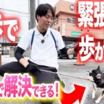 【犬しつけ】散歩で緊張して歩かなくなるワンちゃんは、コレで一発解決できます。【プロドッグトレーナー】