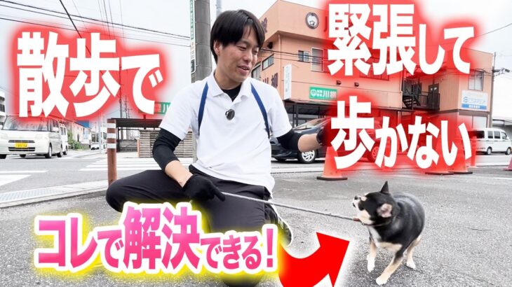 【犬しつけ】散歩で緊張して歩かなくなるワンちゃんは、コレで一発解決できます。【プロドッグトレーナー】