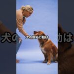 愛犬が嫉妬する理由とは？犬の嫉妬に関する豆知識 #犬のしつけ #柴犬 #しつけ #ペットケア #犬のいる生活 #犬飼いたい