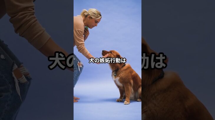 愛犬が嫉妬する理由とは？犬の嫉妬に関する豆知識 #犬のしつけ #柴犬 #しつけ #ペットケア #犬のいる生活 #犬飼いたい